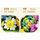 Jie Star JJ9027 Early Summer