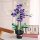 Jie Star JJ9235 violette Orchidee